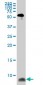 ATOX1 Antibody (monoclonal) (M08)
